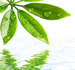 Produse dietetice fara gluten, fara lactoza si colesterol