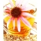 CEAI DE ECHINACEEA 50GR, DOREL PLANT